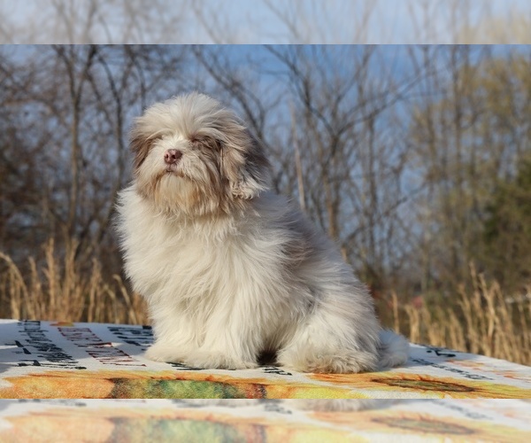 Medium Photo #5 ShihPoo Puppy For Sale in DYERSBURG, TN, USA