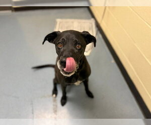 Labrador Retriever-Unknown Mix Dogs for adoption in Denver, CO, USA