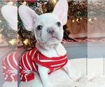 Puppy 2 French Bulldog