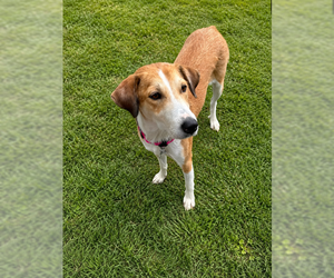 Collie-Unknown Mix Dogs for adoption in MIDWAY, UT, USA
