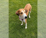 Small Collie Mix