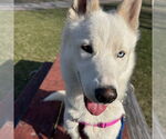 Small #18 Huskies  Mix