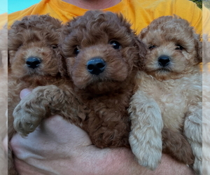 Goldendoodle (Miniature) Litter for sale in HARKER HEIGHTS, TX, USA