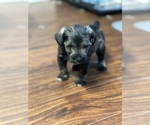 Puppy 2 Schnauzer (Miniature)