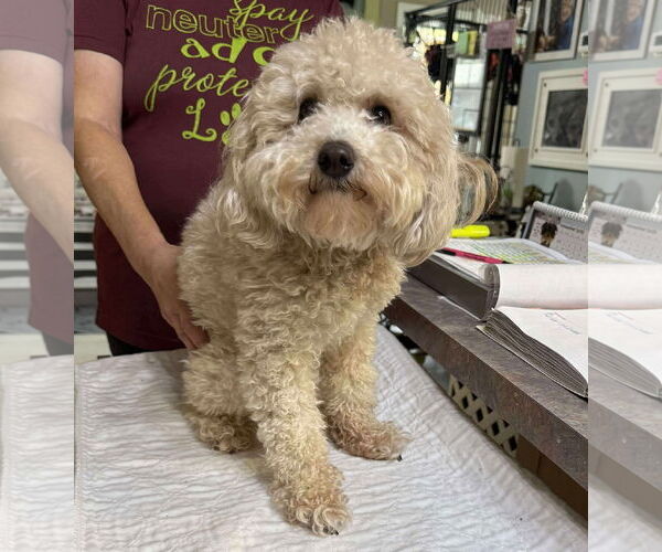 Medium Photo #1 Poodle (Miniature) Puppy For Sale in Benton, LA, USA