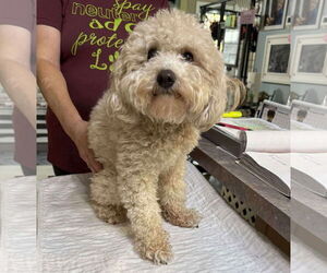 Poodle (Miniature) Dogs for adoption in Benton, LA, USA