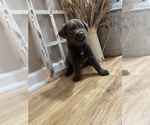 Small Photo #13 Labrador Retriever Puppy For Sale in FELTON, PA, USA