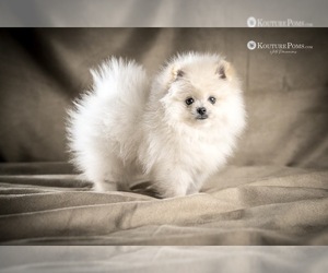 Pomeranian Puppy for Sale in CHARLOTTE, North Carolina USA