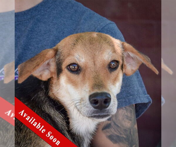 Medium Photo #1 Raggle Puppy For Sale in Huntley, IL, USA