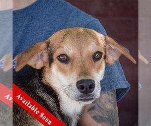 Raggle Dogs for adoption in Huntley, IL, USA
