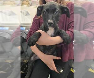 American Pit Bull Terrier-Unknown Mix Dogs for adoption in Stockton, CA, USA
