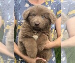 Small #1 German Shepherd Dog