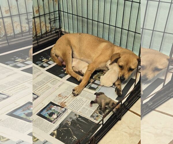 Medium Photo #5 Labrador Retriever-Unknown Mix Puppy For Sale in Virginia Beach, VA, USA