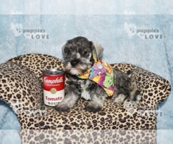 Medium Photo #1 Schnauzer (Miniature) Puppy For Sale in SANGER, TX, USA