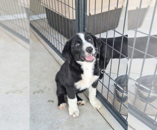 Medium Photo #1 Pyrenees Border Collie Puppy For Sale in Bolivar, MO, USA