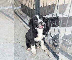 Pyrenees Border Collie Dogs for adoption in Bolivar, MO, USA