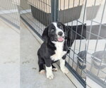 Small Pyrenees Border Collie
