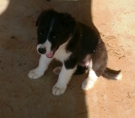Border Collie Puppy for sale in AMELIA COURT HOUSE, VA, USA