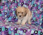 Small Photo #9 Zuchon Puppy For Sale in BLOOMINGTON, IN, USA