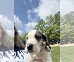 Small #16 Great Dane