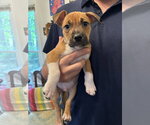 Small American Pit Bull Terrier-Black Mouth Cur Mix