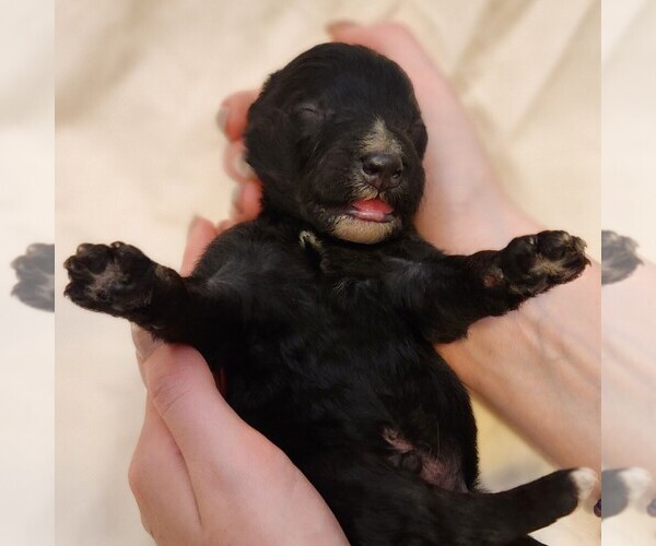 Medium Photo #10 F2 Aussiedoodle Puppy For Sale in COLUMBIA, TN, USA