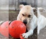 Small Photo #6 Labrador Retriever-Unknown Mix Puppy For Sale in Houston, TX, USA