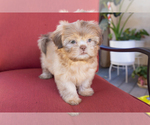 Small Photo #11 Shih Tzu Puppy For Sale in OAKLEY, CA, USA