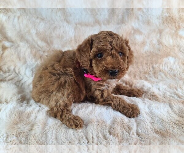 Medium Photo #3 Poodle (Miniature) Puppy For Sale in HOMELAND, CA, USA