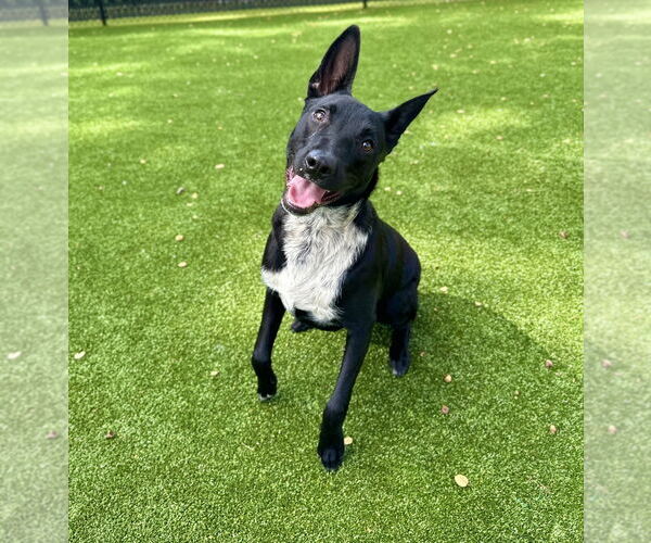 Medium Photo #3 Border Collie Puppy For Sale in Salinas, CA, USA