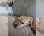 Small Beagle-Chihuahua Mix