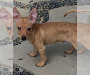 Scotty - Male Chihuahua-Unknown Mix Dog for Adoption - Photo #3