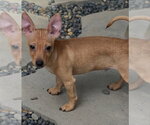 Small Photo #3 Chihuahua-Unknown Mix Puppy For Sale in Dana Point, CA, USA