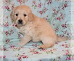 Small Photo #1 Golden Retriever Puppy For Sale in BLOOMINGTON, IN, USA