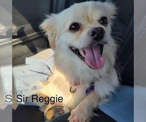 Pekingese-Unknown Mix Dogs for adoption in Fargo, ND, USA