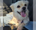 Small Pekingese Mix