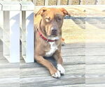 Small #8 American Pit Bull Terrier Mix