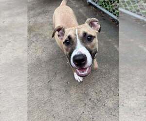 Mutt Dogs for adoption in Elmsford, NY, USA