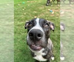 Small #4 Labrador Retriever-Plott Hound Mix