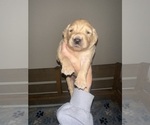 Small Photo #14 Golden Retriever Puppy For Sale in CONCORD, VA, USA