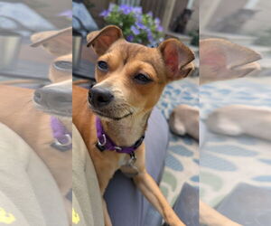 Chipin Dogs for adoption in Oakhurst, NJ, USA