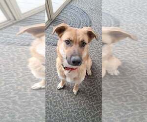 Mutt Dogs for adoption in pomfret, CT, USA