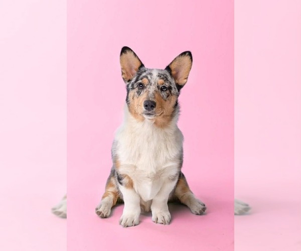Medium Photo #1 Pembroke Welsh Corgi Puppy For Sale in GRAFTON, OH, USA