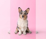 Small Photo #1 Pembroke Welsh Corgi Puppy For Sale in GRAFTON, OH, USA