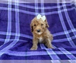 Small #7 Cavapoo (Miniature)
