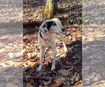 Small Photo #4 English Coonhound-Treeing Walker Coonhound Mix Puppy For Sale in Monterey, VA, USA
