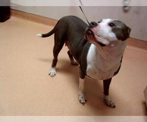 American Pit Bull Terrier Dogs for adoption in Martinez, CA, USA