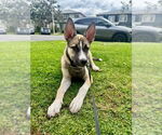 Small German Shepherd Dog-Huskies Mix