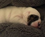 Puppy Stella Olde English Bulldogge