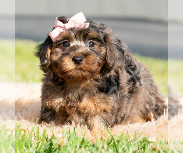 Medium Photo #28 Maltipoo (Toy) Puppy For Sale in WARSAW, IN, USA